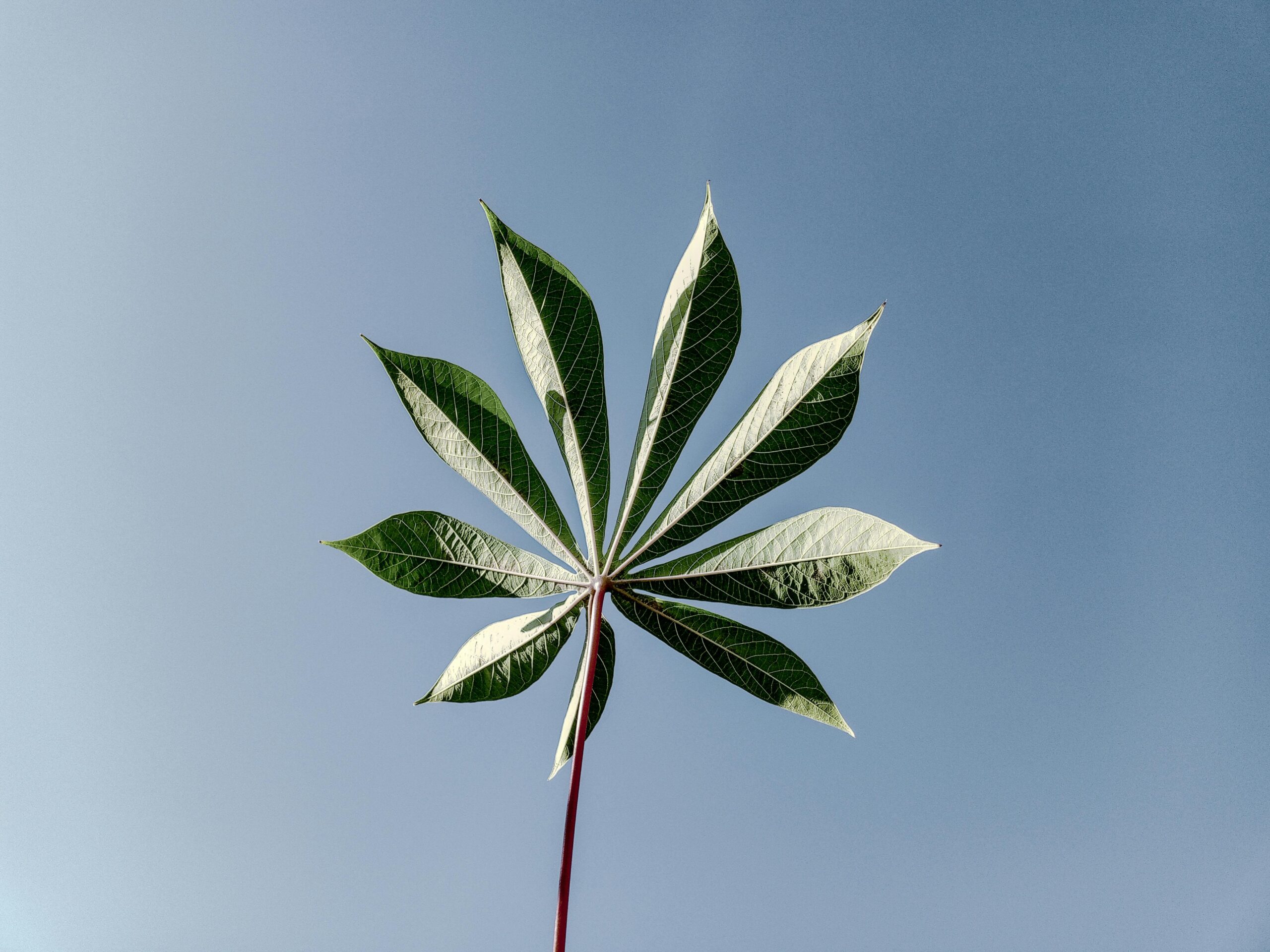 A fresh green cassava leaf with a clear blue sky backdrop, showcasing nature's simplicity.